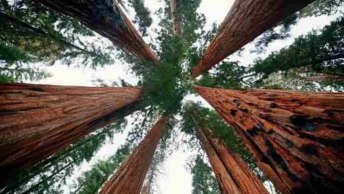 Redwood National Park