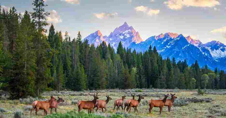 Mount Rushmore to Yellowstone National Park