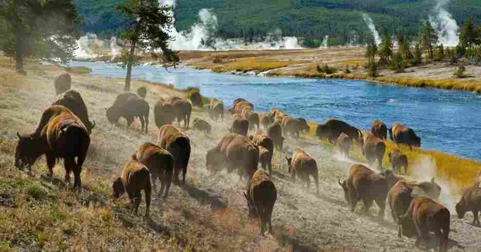 Mount Rushmore to Yellowstone National Park